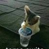 notasaddog