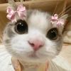 pretty_pop0
