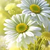 ikram_9980