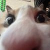 gdlsnc
