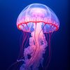jellyfishgirl44