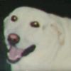 jackpipp_is_poopi_head