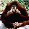 zestymonkey55