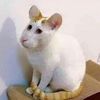kokkimon_