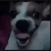 cuccut_o.o