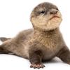 needanotter