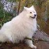 samoyedpuppy