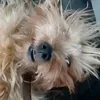 omenahillo77