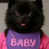 doggiedog18