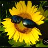 ivyfl0wers