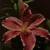 vyra.4