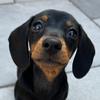 Myla The Miniature Dachshund