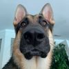 maximusprimethegsd