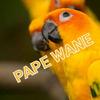 papewane12