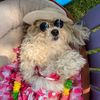 bella_the_r_maltipoo