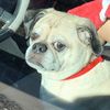 _daisythedog
