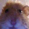 hamster2.0.41