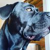 ruksepuppies
