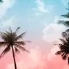 piaschmid8