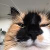 acatcalledwendy