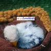 me_vetlovebrids