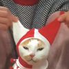currydesuu