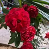 binhdinhdvb