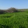 shibli155