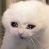 i.need.a.user_