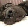 canecorxo