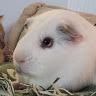 guineapiggardensc