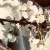 twigxz