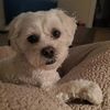 moppythedog