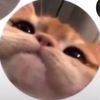 lookingforwhitecat