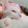 lunna_rocket