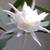 ellausman06