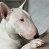 grisha.minibullterrier