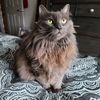 nickycat01