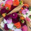 flores97dalia