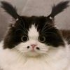 miawwww900