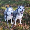 dadof2huskies