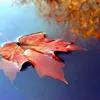 jerelit6