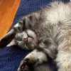 bassdft