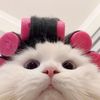 httpswatermelonn