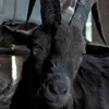 blackphillip5