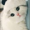 user702741134