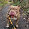 dawnylovespocketbullies