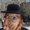 jewbacca_1