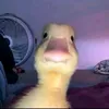 vexy.rl