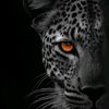 awais1553